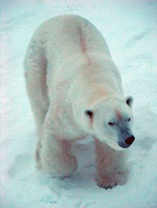 250px-Polar_bear_8