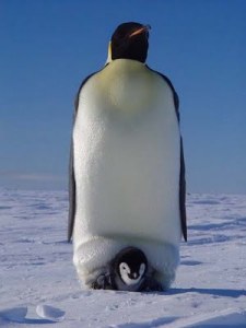 Pinguino emperador